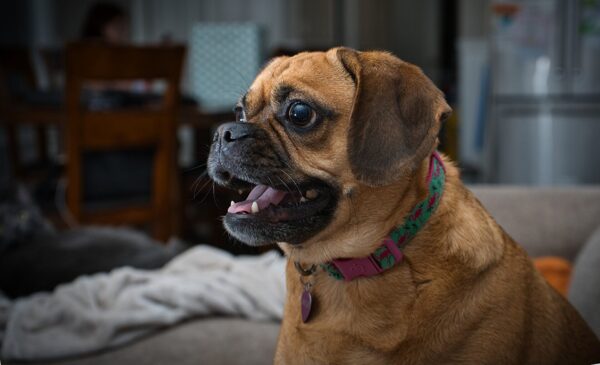 Mai 2009 – Hundegebell in der Nachbarwohnung - was können wir tun?
